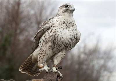 استان،مرزباني،بوشهر،پرندگان،كمياب،باند،قاچاق،فرمانده،قرار،خسروي