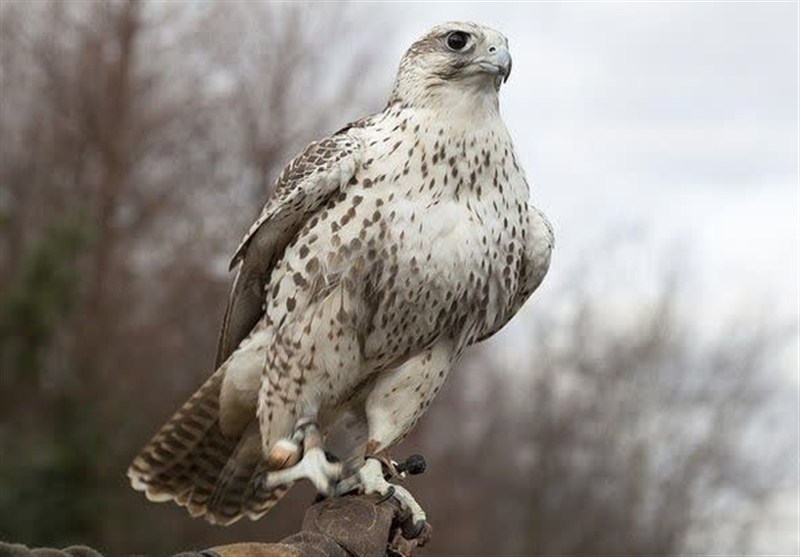 انهدام باند قاچاق پرندگان کمیاب در بوشهر