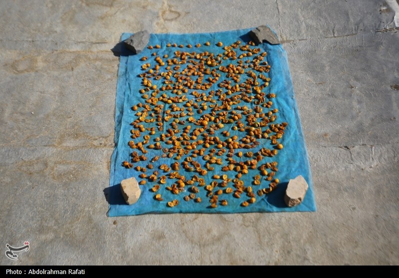 اخبار همدان , 