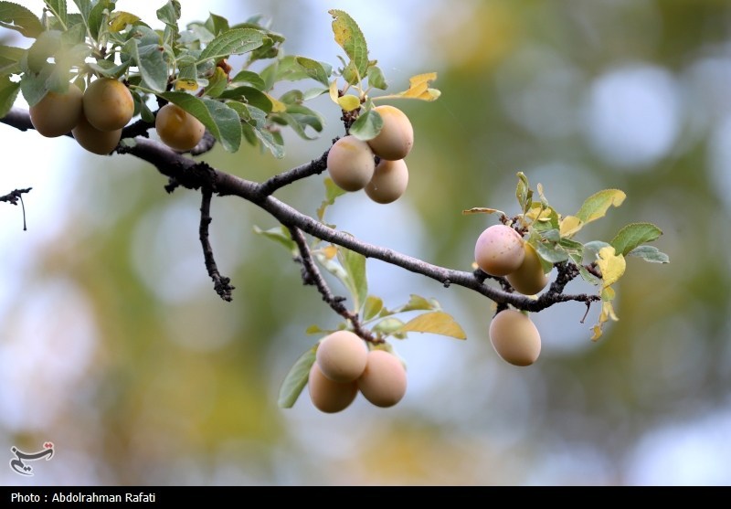 اخبار همدان , 