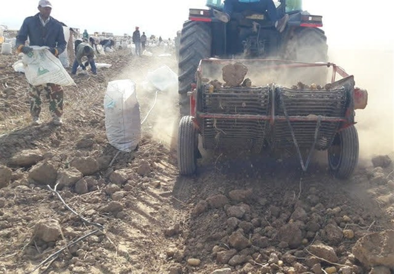کشاورزی , اخبار نیشابور , 