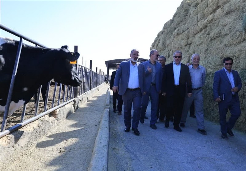 استاندار خراسان جنوبی: تأمین نهاده‌های دامی در دستورکار است