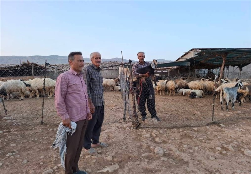 اجرای 30 طرح اشتغالزایی دامداری از محل زکات دام استان ایلام