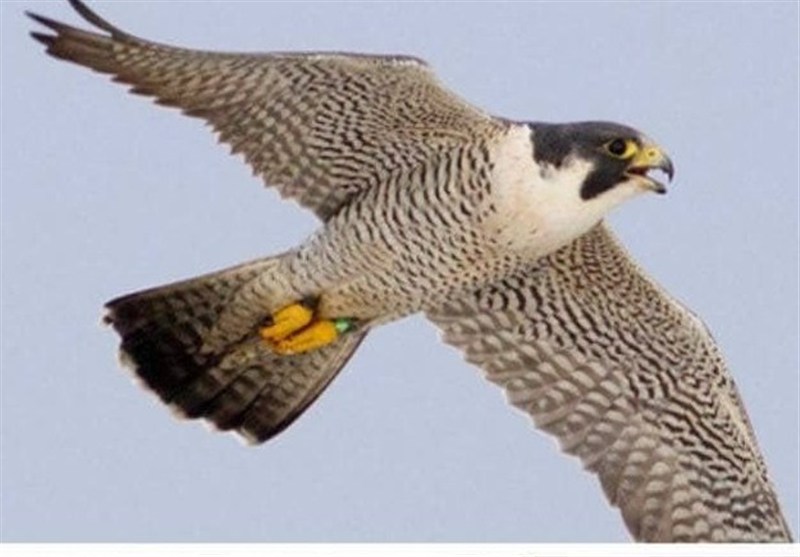 انهدام باند اصلی قاچاق پرندگان شکاری در بوشهر