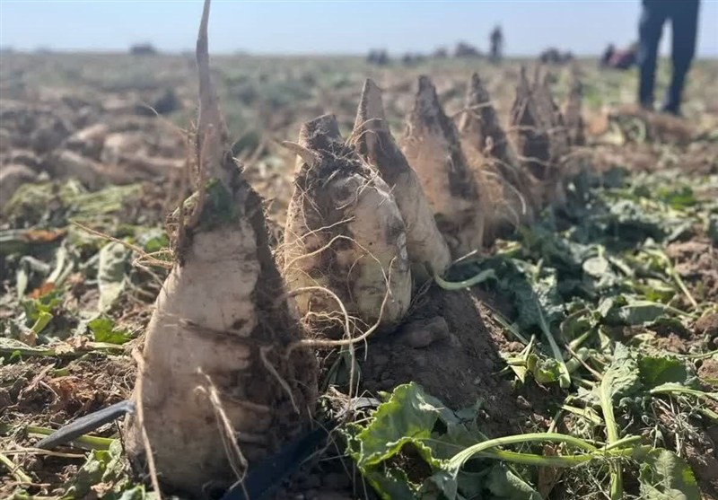 اخبار نیشابور , اخبار مشهد , 