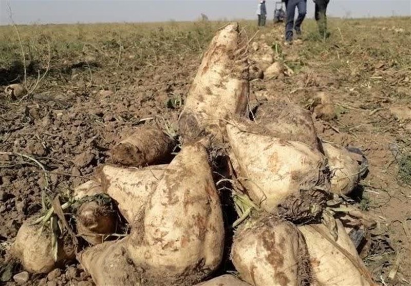 افزایش 5 برابری سطح زیرکشت چغندر قند پاییزه در بردسکن