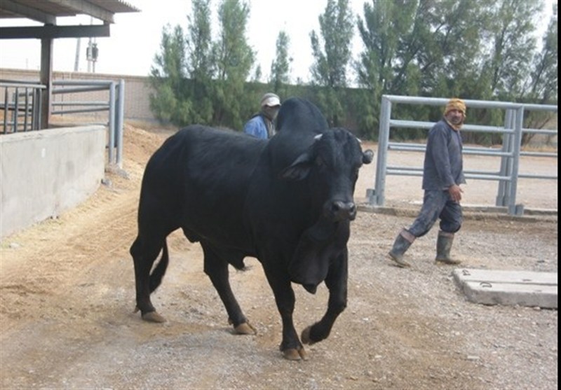 استان سیستان و بلوچستان , اخبار سیستان , نظام مسائل استان سیستان و بلوچستان , اخبار زابل ,