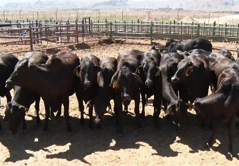 استان سیستان و بلوچستان , اخبار سیستان , نظام مسائل استان سیستان و بلوچستان , اخبار زابل ,