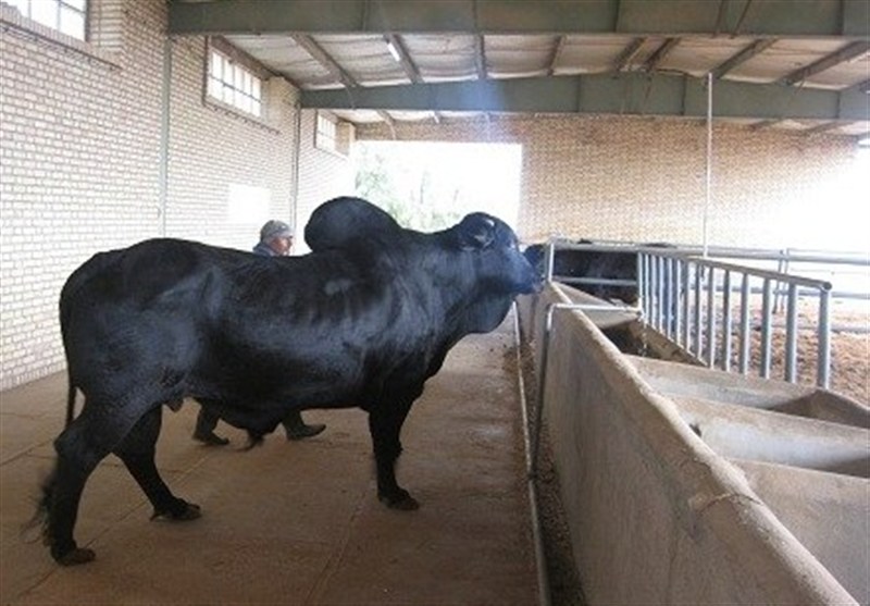 استان سیستان و بلوچستان , اخبار سیستان , نظام مسائل استان سیستان و بلوچستان , اخبار زابل ,