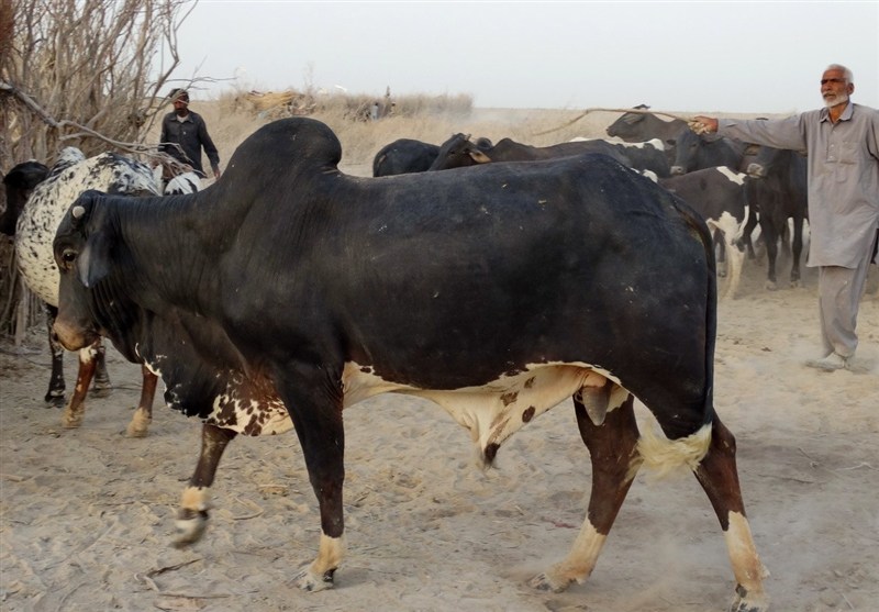 استان سیستان و بلوچستان , اخبار سیستان , نظام مسائل استان سیستان و بلوچستان , اخبار زابل ,