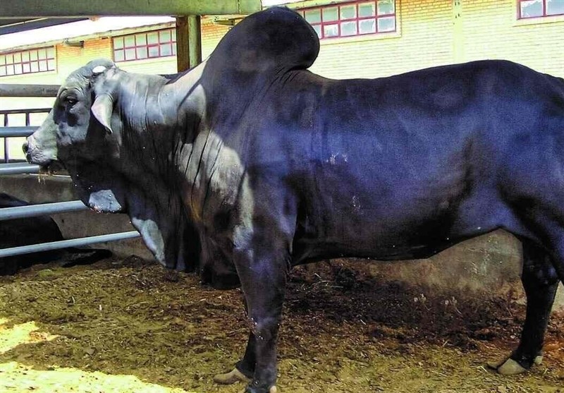 استان سیستان و بلوچستان , اخبار سیستان , نظام مسائل استان سیستان و بلوچستان , اخبار زابل , 