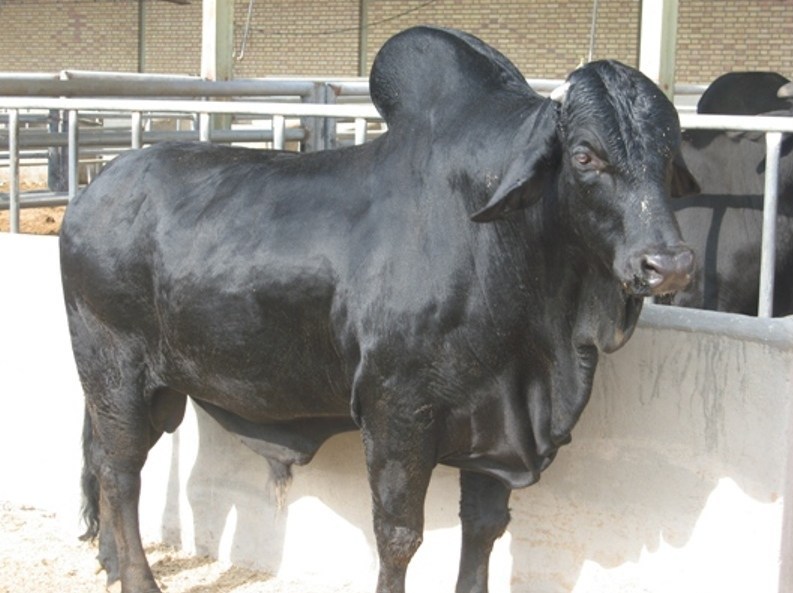 استان سیستان و بلوچستان , اخبار سیستان , نظام مسائل استان سیستان و بلوچستان , اخبار زابل ,