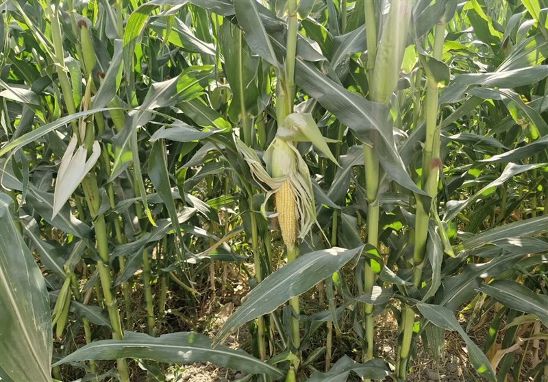 کشت 16 رقم جدید ذرت علوفه‌ای در اسلامشهر