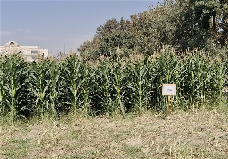 اخبار اسلامشهر , 