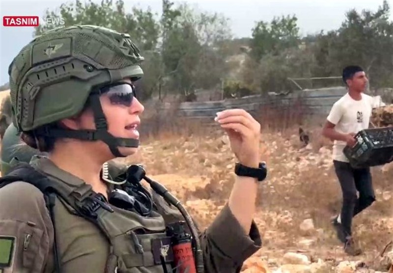 تقرير/ تسنيم.. إسرائيل تجعل من موسم الزيتون حقلاً لاستهداف الفلسطينيين