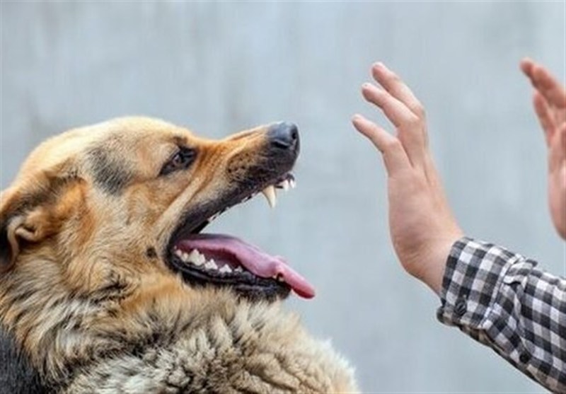 افزایش پوشش واکسیناسیون هاری سیستان و بلوچستان به 88 درصد