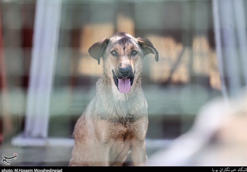 نگرانی صبحگاهی والدین؛ وقتی مسیر مدرسه به میدان رویارویی با سگ‌های ولگرد تبدیل می‌شود