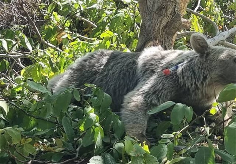 بررسی ماجرای خانه تخریب‌شده در ورزنه/ آیا واقعاً خرس به خانه‌های روستایی حمله کرد؟