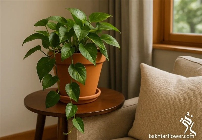 اگه اولین باره گل می‌خری، این نکات رو از دست نده