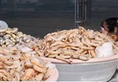 جشنواره میگو گامی برای ترویج فرهنگ بومی و معرفی ظرفیتهای اقتصادی دریا