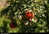 سومین جشنواره انار در شهرستان دزپارت
