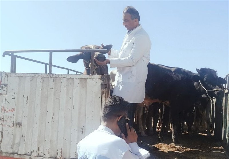 نظارت دامپزشکی بر 21 محموله‌ دام زنده پرواری وارداتی از مرز میرجاوه