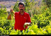 Iranian Farmers Transform Grapes into Golden Syrup