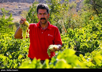 Hezave Köyünde Üzüm Hasadı – İran’ın Şıra Kalbi