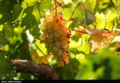 برداشت انگور در روستای هزاوه - استان مرکزی