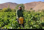 برداشت انگور در روستای هزاوه - استان مرکزی