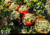 برداشت انگور در روستای هزاوه - استان مرکزی