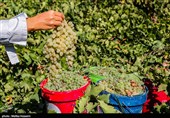 برداشت انگور در روستای هزاوه - استان مرکزی