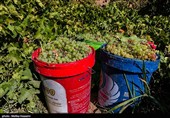 برداشت انگور در روستای هزاوه - استان مرکزی