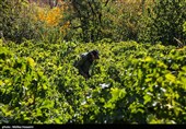 برداشت انگور در روستای هزاوه - استان مرکزی