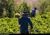 برداشت انگور در روستای هزاوه - استان مرکزی