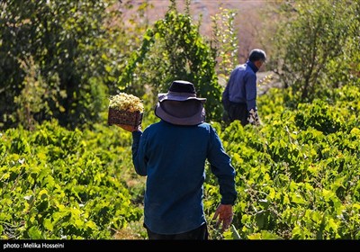برداشت انگور در روستای هزاوه - استان مرکزی