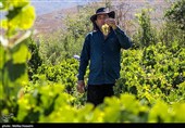 برداشت انگور در روستای هزاوه - استان مرکزی