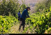برداشت انگور در روستای هزاوه - استان مرکزی
