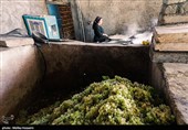 برداشت انگور در روستای هزاوه - استان مرکزی