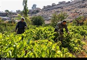 برداشت انگور در روستای هزاوه - استان مرکزی