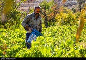 برداشت انگور در روستای هزاوه - استان مرکزی