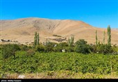 برداشت انگور در روستای هزاوه - استان مرکزی