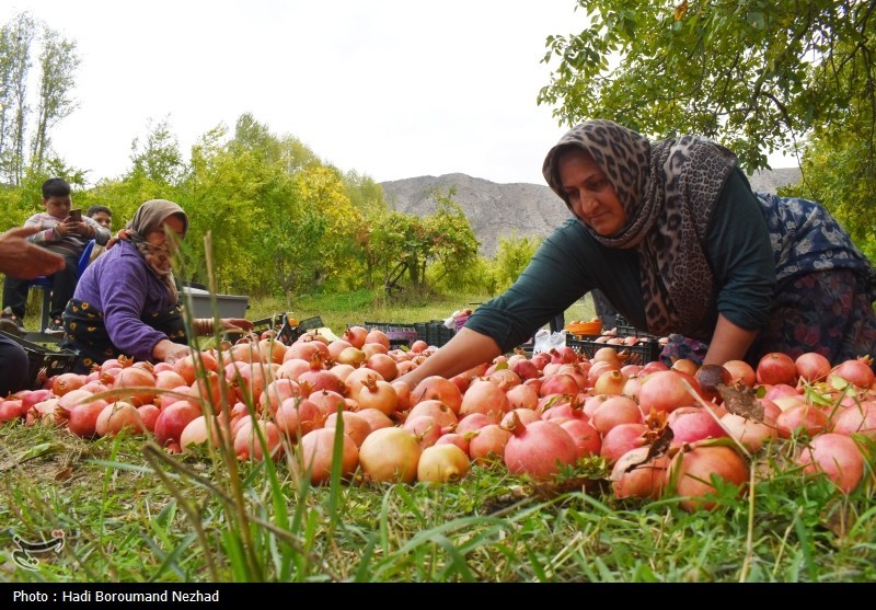 برداشت بیش از 8 هزار تن انار در شهرستان خاتم