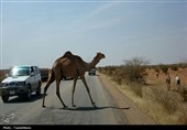‌سایه مرگ شترهای بی‌ساربان بر جاده‌های جنوب/ در این مسیرها شترها &quot;جان&quot; می‌گیرند!