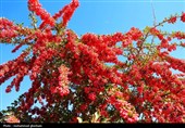 زرشک، طلای سرخِ فراموششده شرق ایران، در آستانه ثبت جهانی