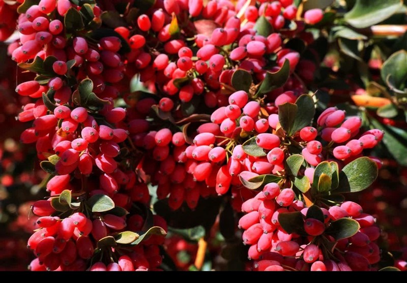 ایجاد 3500شغل و 400بارگاه زرشک؛ خراسان جنوبی در مسیر تحول با بنیاد علوی