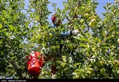 برداشت سیب از باغ های ارومیه