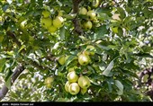 برداشت سیب از باغ های ارومیه