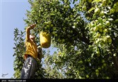 برداشت سیب از باغ های ارومیه