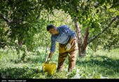 برداشت سیب از باغ های ارومیه